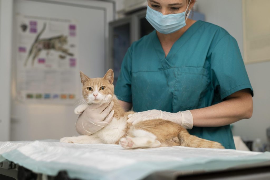 ¿Cómo es el proceso de endoscopia para mascotas?