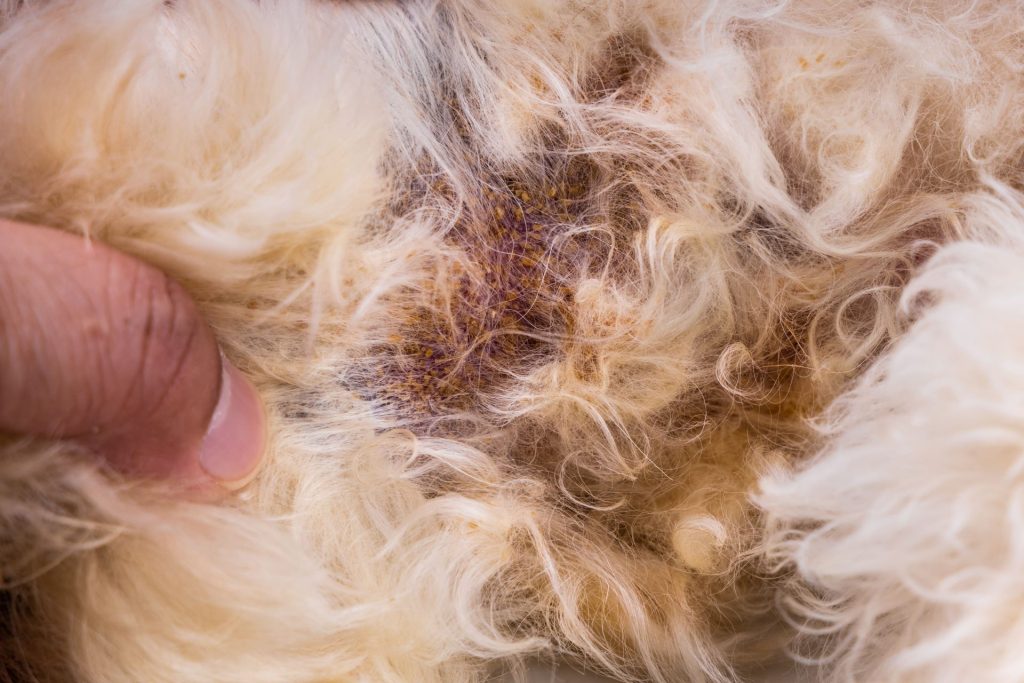 leishmaniosis en perros