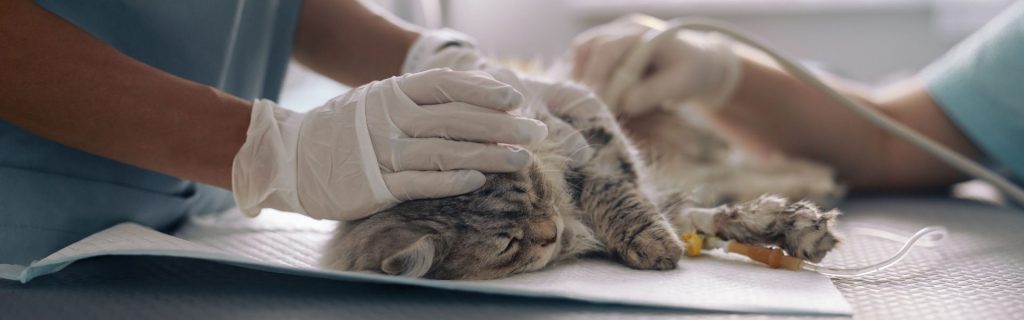 esterilización de mascotas