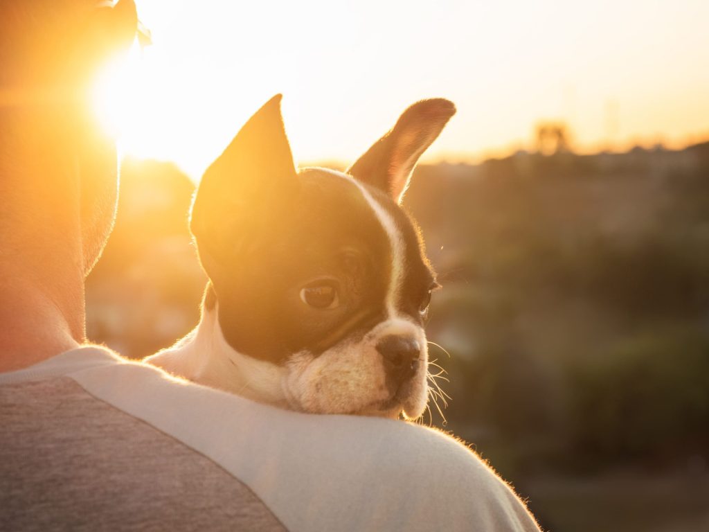 golpes de calor en mascotas