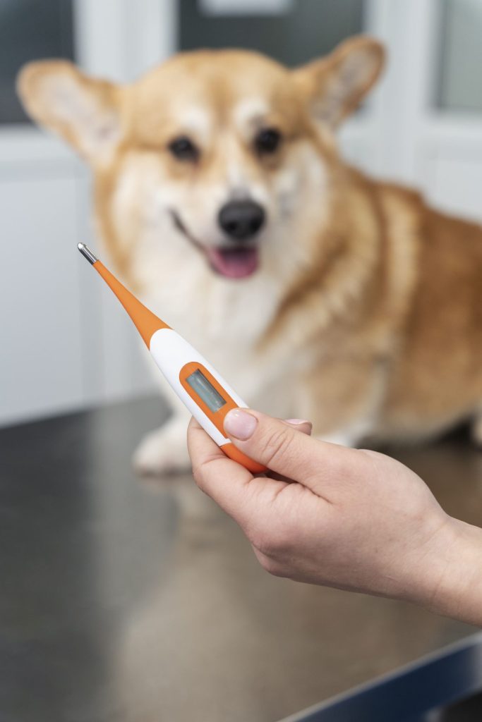 cómo saber si tu mascota tiene fiebre